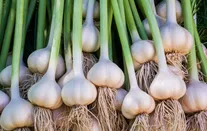 سیر را در یخچال نگذارید؛ قانون طلایی نگهداری سیر