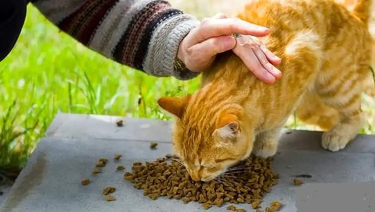 آدم گرسنه یا گربه محل؟! مسئله این است