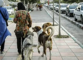 این استان سگگردانی را ممنوع کرد