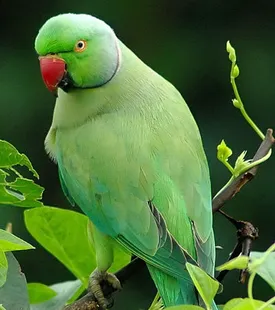 لحظه شکار بچه طوطی نگونبخت توسط بزمجه/ فیلم