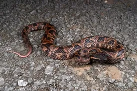 کشف یک گونه افعی تکاملیافته در چین!