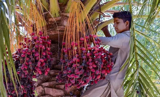 شکرچینان کویر/عکس:مهلا جنابی