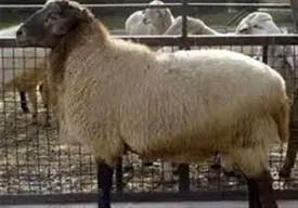 قیمت گوسفند عید قربان تعیین شد