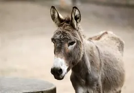 قیمت عجیب شیر الاغ/ قیمت هر کیلو تا ۲ میلیون تومان