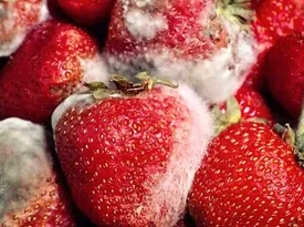 خوراکی های کپک زده را بو نکنید