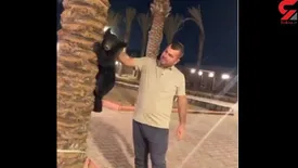 گونه های حیات وحش ایران بازیچه دست عراقی های ثرتمند/ خرس سیاه بلوچی در حال انقراض است