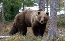 لحظه عجیب سورپرایز مدیر مدرسه توسط یک خرس!