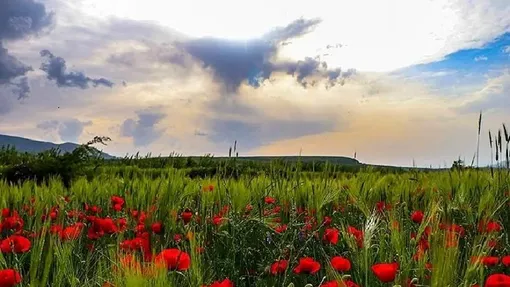 طبیعت منطقه ارسباران - آذربایجان شرقی / عکاس : مهدی دایلاری