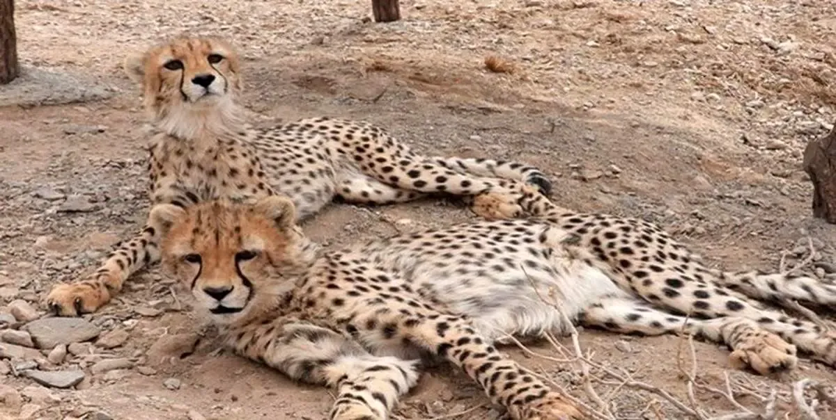 «آذر» و «توران» قرنطینه شدند