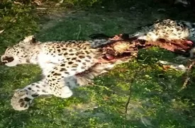 کشف لاشه یک قلاده پلنگ در چهاردانگه ساری