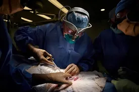 موفقیت آمیز بودن پیوند کلیه خوک به انسان