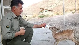 درگیری با شکارچیان در ازنا و جراحت شدید دو محیط بان