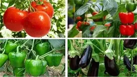 بانک کشاورزی، حامی تولید و کارآفرینان / حمایت 53میلیاردی بانک کشاورزی از مجتمع گلخانه ای پرورش سبزی وصیفی جات در استان سمنان