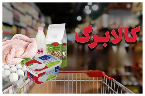 آغاز برداشت کالابرگ از فردا چهارشنبه ۱۷ دی