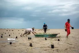 وقتی در دریای بوشهر درختکاری می شود/ ببینید