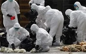 شیوع ترسناک آنفلوآنزای پرندگان بین پستانداران