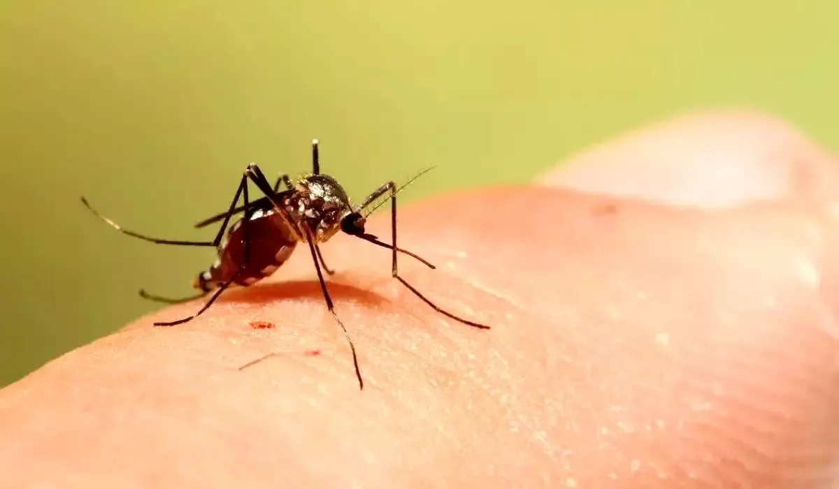 نقشه توزیع پشه آئدس