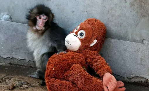 با «پانچ» بچه‌میمون تنهای این روزها آشنا شوید/ فیلم و عکس