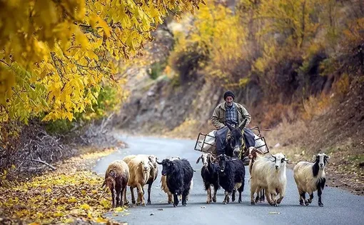 طبیعت پاییزی - کردستان / عکس :کیوان فیروزه ای