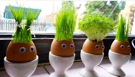 این بذر را برای سبزه عید سفره هفت سین انتخاب نکنید