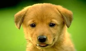 حواشی جمعآوری سگهای ولگرد در مشهد/شهرداری قول نظارت بیشتر داد