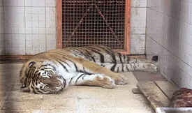 کشف ۴ قلاده ببر پشت نیسان!