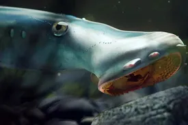 یک خون آشام پیدا شد