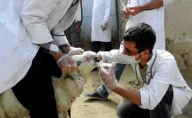 آخرین آمار تب کریمه کنگو | مراقب گوشت‌های قربانی باشید