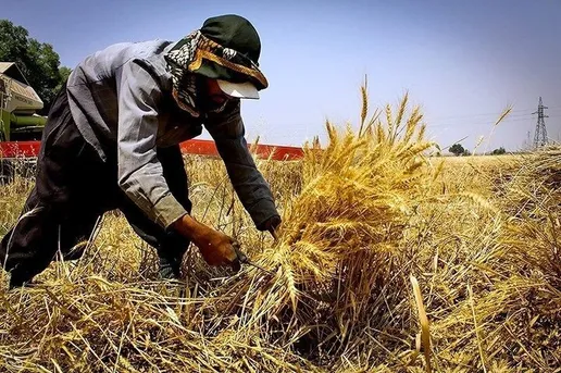 بن‌بست گندمکاران در خزانه دولت