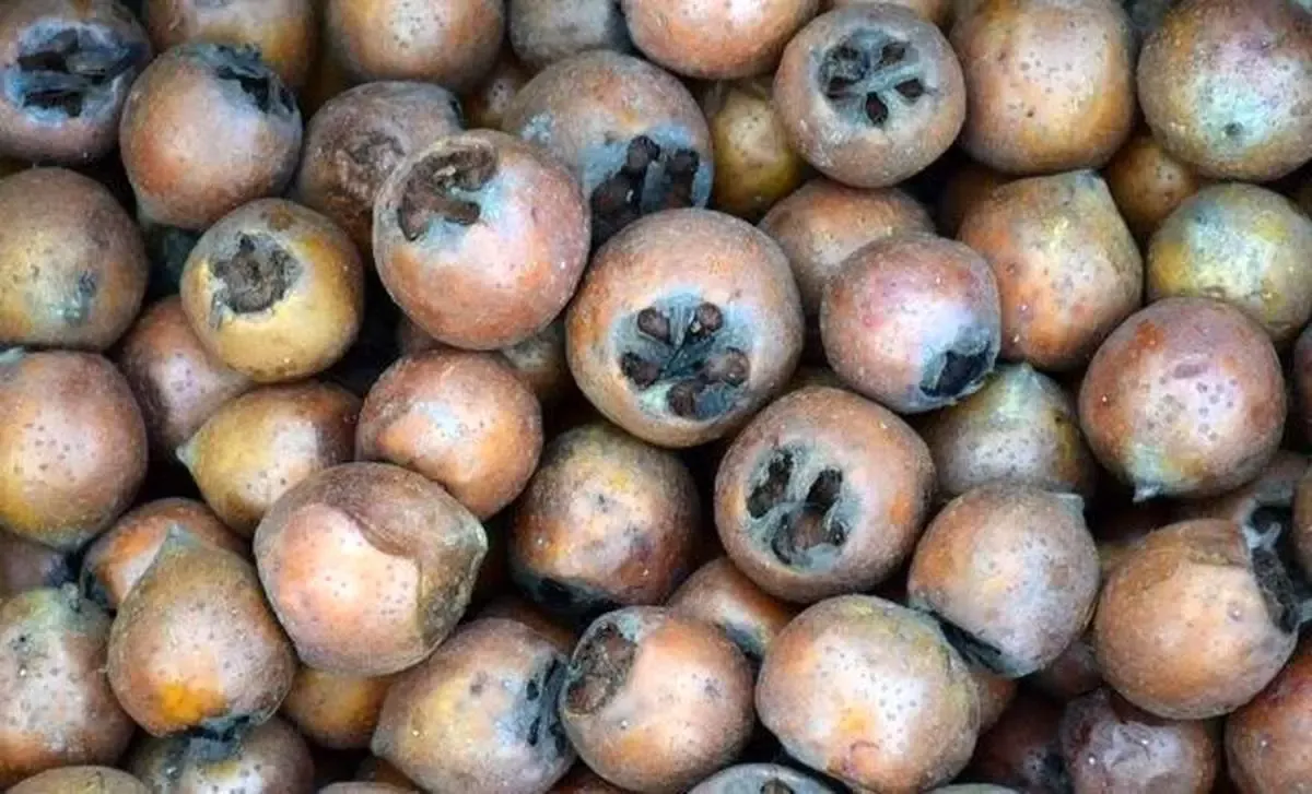 همه فورا ازگیل بخورند!