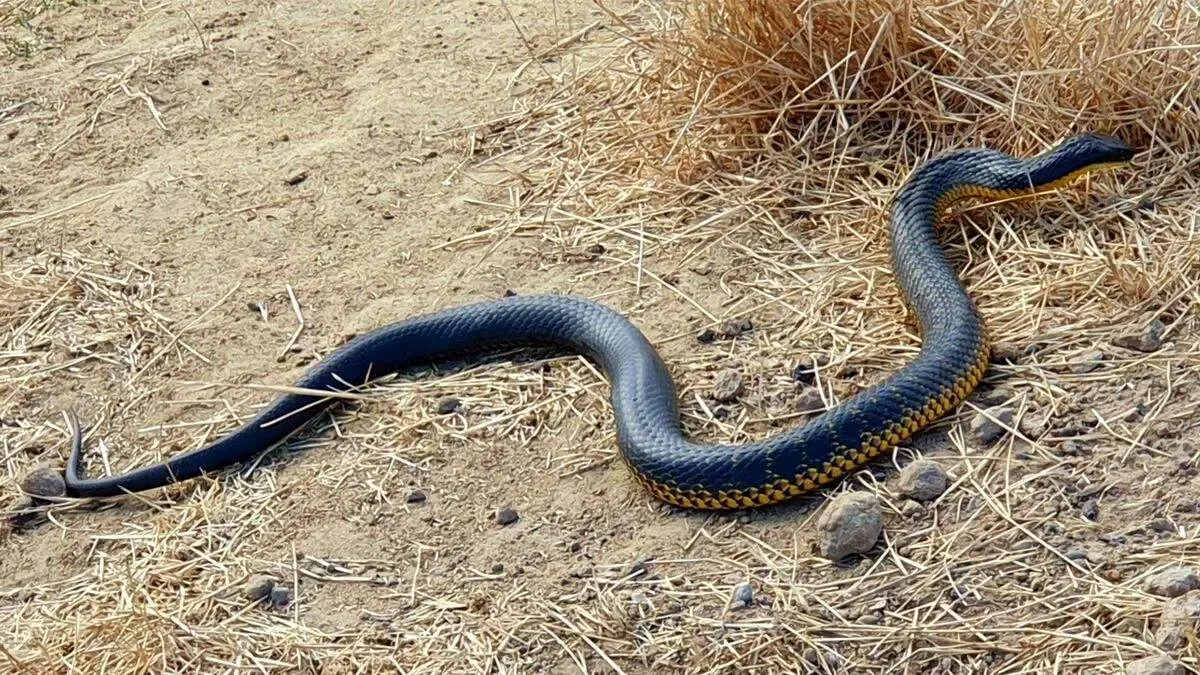 ماجرای خبر هجوم مارها به جاجرود چیست؟