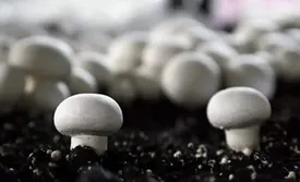 از طبیعت قارچ برداشت کنیم یا خیر؟