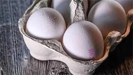 تخم مرغ گوی گرانی را از مرغ ربود!