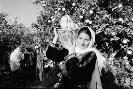 سرنوشت عجیب یک خانواده به روایت امین زندگانی