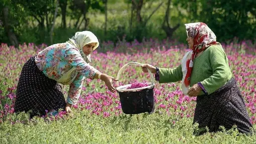 برداشت گل گاوزبان - گیلان / عکاس : الهه فلاح بلند طبع