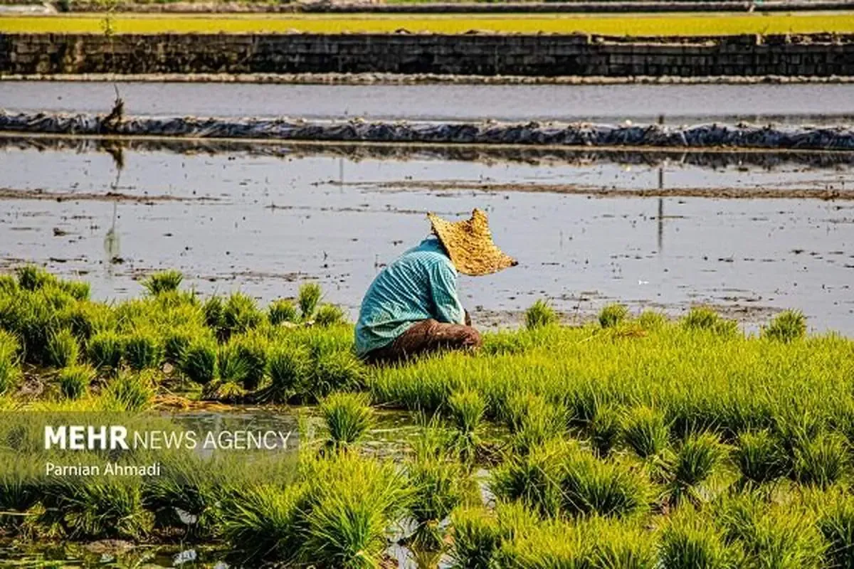 تتش هوا در 15 استان / احتمال خسارت به محصولات کشاورزی