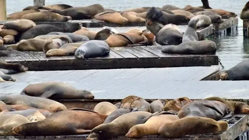 مرگ بی صدای تنها پستانداران خزری / بیماری یا مانور نظامی؟