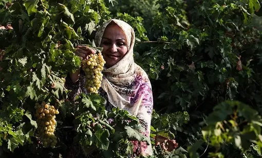 برداشت انگور از تاکستان غزاویه کارون/عکس : مهدی پدرام خو