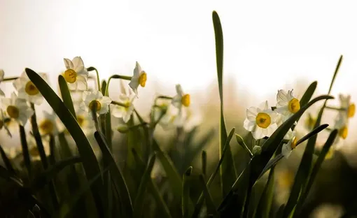 دشت گل نرگس/ عکس:ایوب قادری