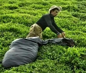 دلالان بازار چای را سیاه می‌کنند