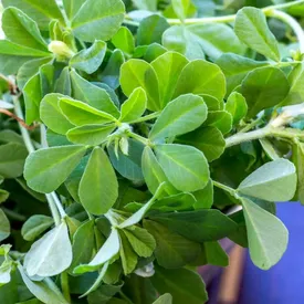 سنگ کلیه خود را با این گیاه آب کنید!