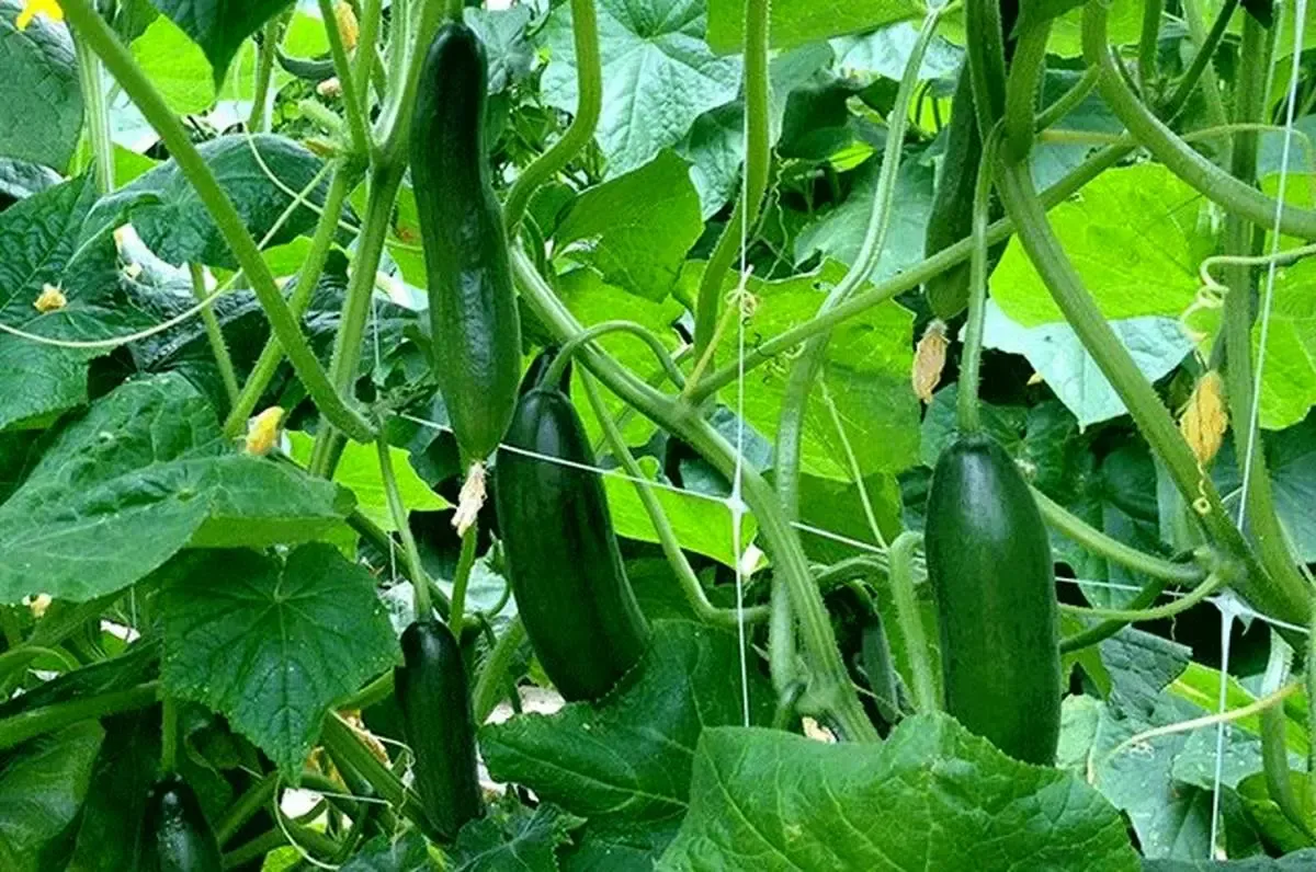 چه کسانی باید از خوردن خیار پرهیز کنند؟