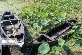 فرماندار انزلی گفته برگشت اعتبار احیای تالاب خجالت‌آور است / تالاب انزلی در حال نابودی