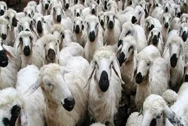 اعلام‌ قیمت جدید دام زنده