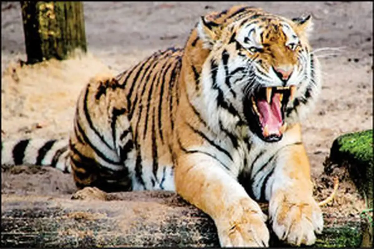 ببرها پشت نیسان آبی در مشهد!