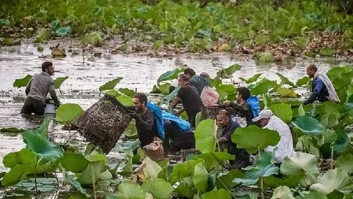 چپی زنی (ماهیگیری دسته جمعی)/عکس : مهدی محبی پور