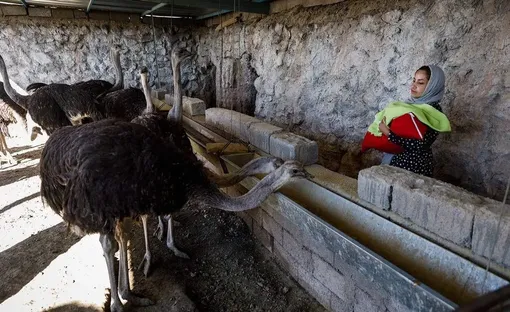 احیای روستای خالی از سکنه با پرورش شتر مرغ/ عکس:مجید حق‌دوست
