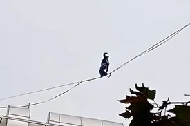ببینید/ حرکت خطرناک دختر جوان روی سیمهای معلق بین ساختمان
