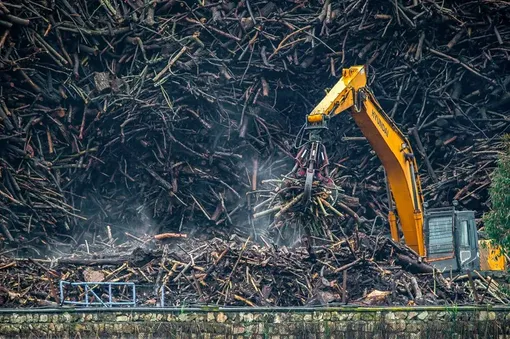 ویروس جنگل خواری در مازندران/عکس: مهدی محبی پور