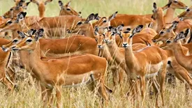 این آهوهای زیبا به بالاترین آمار خود در میاندشت رسیدند